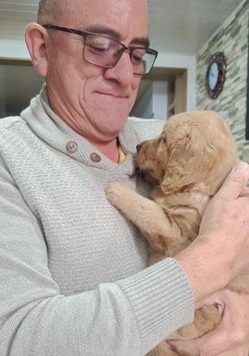 Cachorro Golden Retriever de excelente genética y pelaje dorado en Amorapets