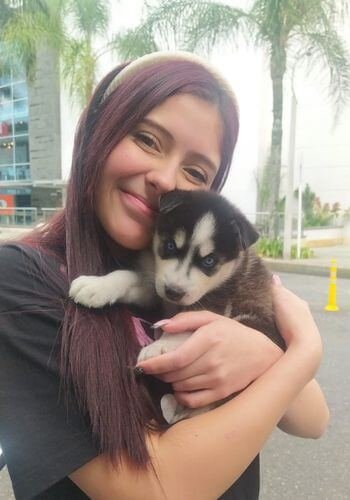 Familia feliz recibiendo su cachorro Husky Siberiano de AmoraPets en Colombia