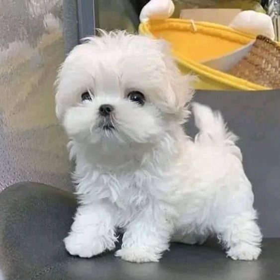 Venta de cachorro Bichón Maltés blanco inmaculado de raza pura en AmoraPets