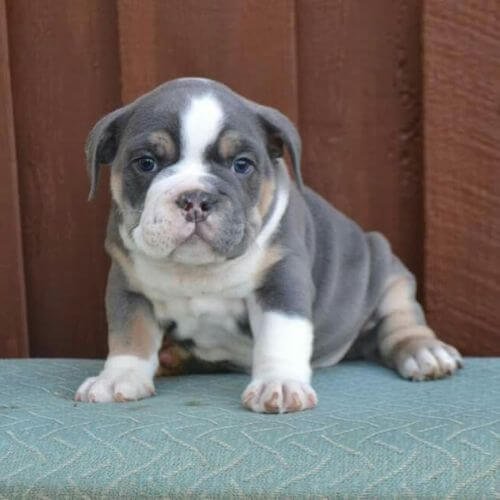 Perro Bulldog Inglés de color gris sólido (Blue) posando de perfil, mostrando un pelaje brillante, uniforme y musculatura definida.