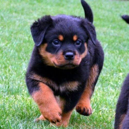 venta cachorros rottweiler puros medellin