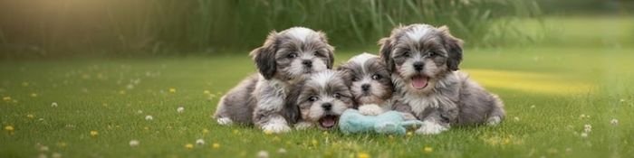 Venta de cachorros Shih Tzu jugando, ejemplares sanos y sociables de AmoraPets