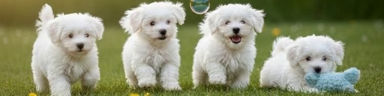 Venta de camada de cuatro cachorros Bichón Maltés blancos inmaculados con calidad genética en AmoraPets