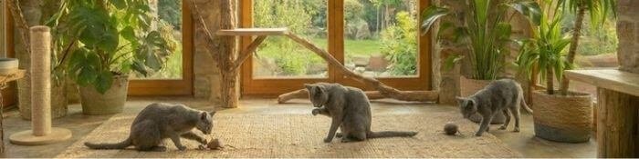 Tres gatos Azul Ruso de raza pura disponibles para la venta en Medellín, mostrando su pelaje gris uniforme.