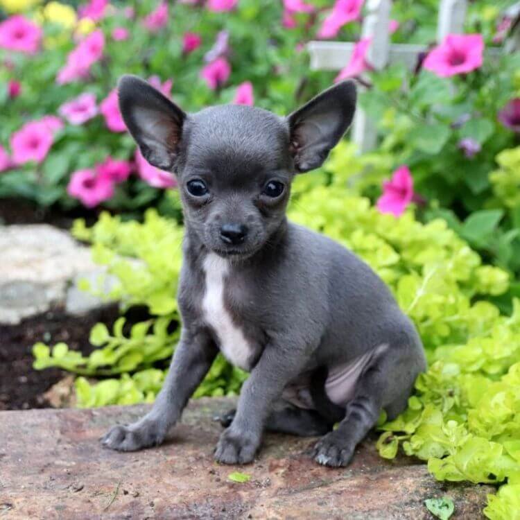 Cachorro Chihuahua color azul grisáceo exótico con reflejos plateados en AmoraPets