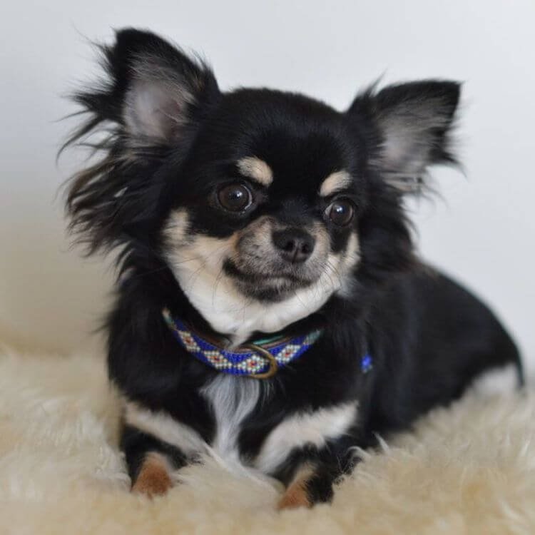 Cachorro Chihuahua negro y fuego con marcas canela sobre los ojos en AmoraPets