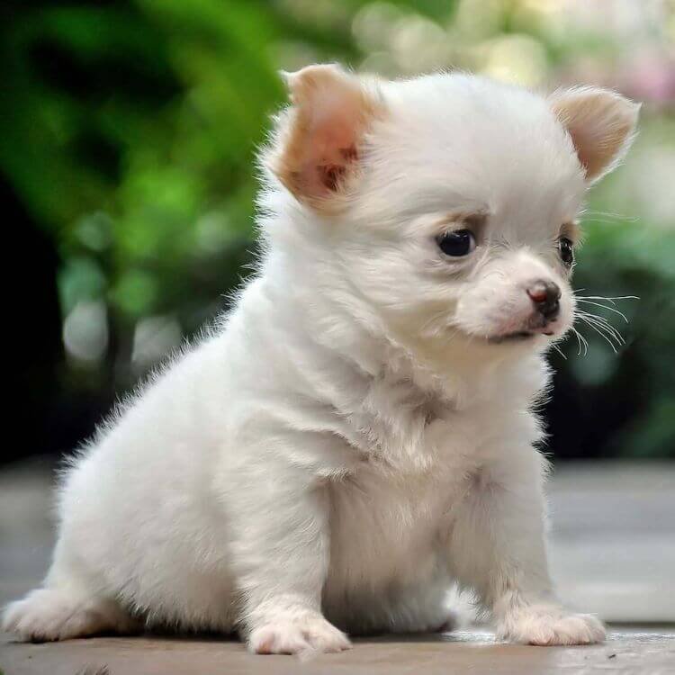 Cachorro Chihuahua miniatura de color blanco puro sentado sobre cojín elegante en AmoraPets