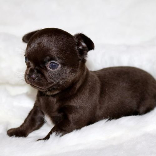 Cachorro Chihuahua de color chocolate intenso con pelaje brillante en AmoraPets Medellín