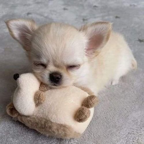 Cachorro Chihuahua color crema suave con expresión tierna en AmoraPets