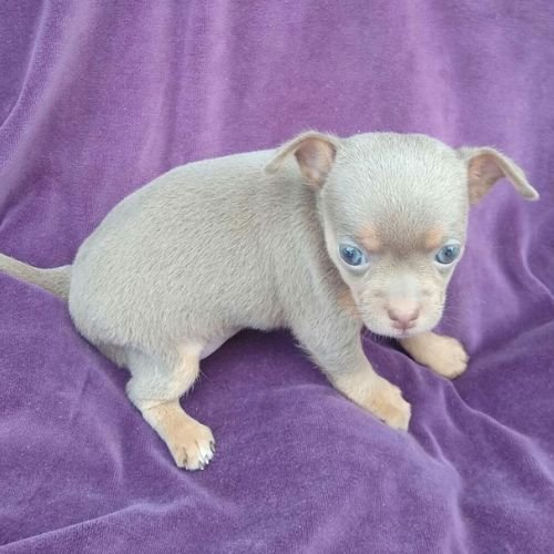Cachorro Chihuahua color lila o lavender exótico con ojos claros en AmoraPets