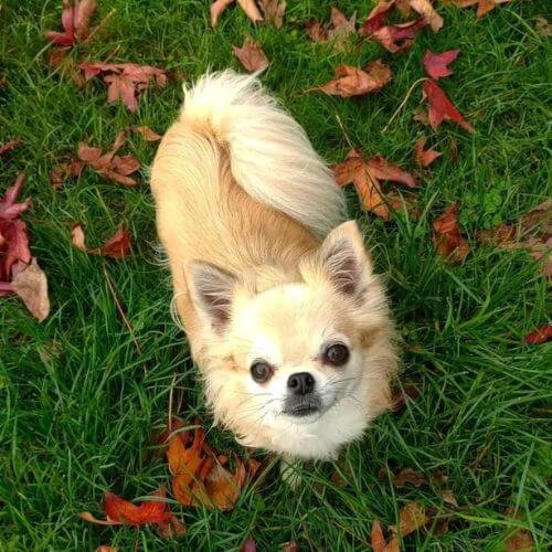 Cachorro Chihuahua color cervato con máscara sutil y expresión dulce en AmoraPets