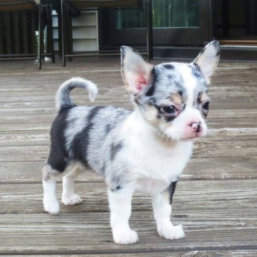 Cachorro Chihuahua patrón merle con manchas exóticas y ojos claros en AmoraPets