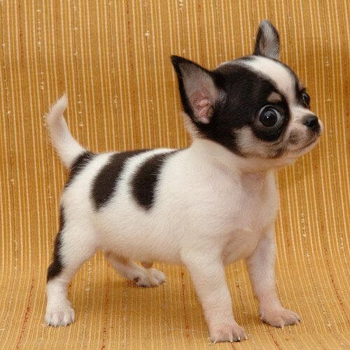 Cachorro Chihuahua tricolor con manchas blancas, negras y fuego en AmoraPets