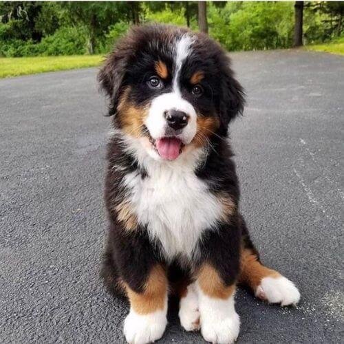 venta de bernes de la montaña en medellin