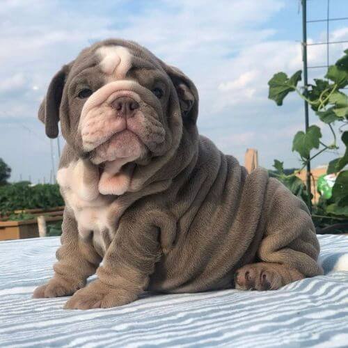 Venta de cachorros bulldog inglés raza pura en Medellín Amorapets