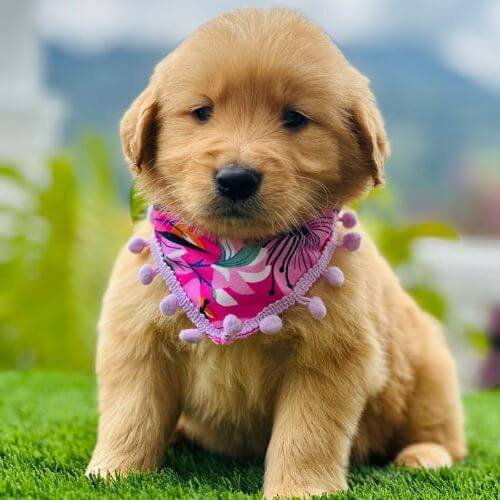 Venta de cachorros Golden Retriever en Medellín - Criadero Amorapets.