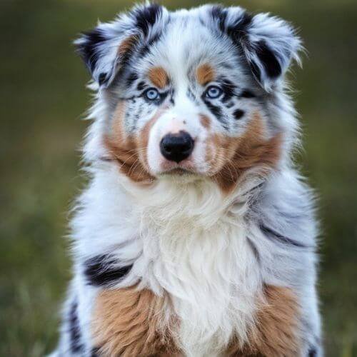 pastor ovejero australiano cachorro de raza pura en amorapets medellin