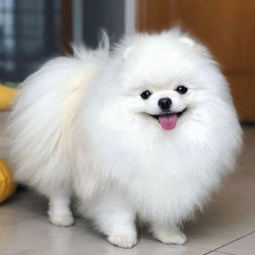 cachorro pomerania mini en venta medellín amorapets.