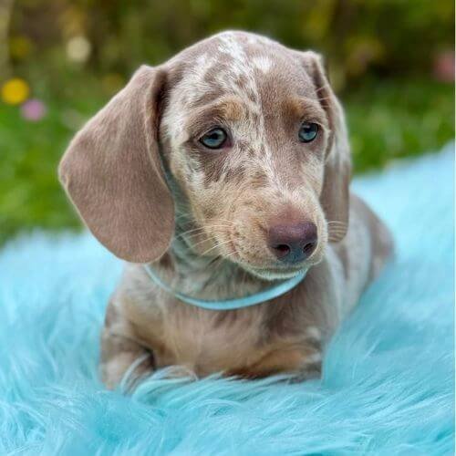 Venta de cachorros Teckel mini salchicha arlequín en Medellín - AmoraPets.