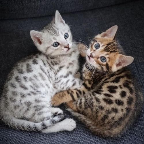 Cachorro de gato Bengalí con marcas de leopardo (rosetas) disponible para la venta en Medellín.