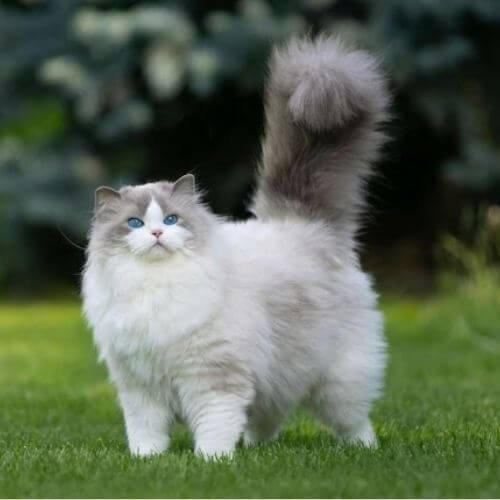 Cachorro de gato Ragdoll de ojos azules intensos disponible para la venta en Medellín.