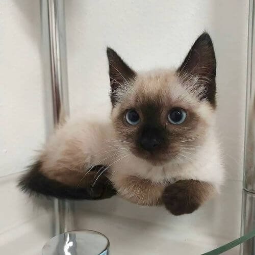 Gato Siamés tradicional con ojos azules intensos disponible para la venta en Medellín.