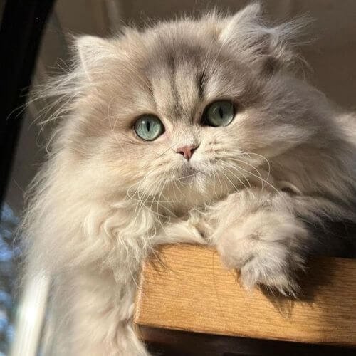 Cachorro de Gato Persa blanco de raza pura con pelaje largo y sedoso en AmoraPets Medellín.