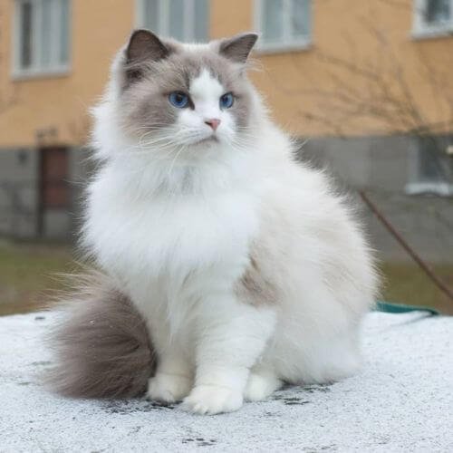 Cachorro Gato Ragdoll de ojos azules disponible en AmoraPets Medellín