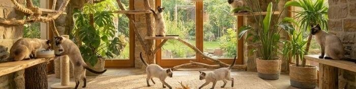 Grupo de gatos Siameses jugando y socializando, disponibles para la venta en Medellín.