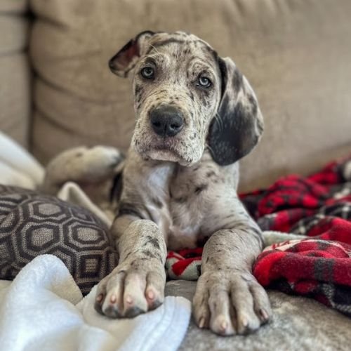 Ejemplar imponente de Gran Danés Arlequín de alta genética en AmoraPets