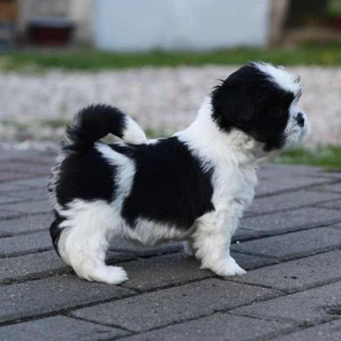 Venta de cachorro Shih Tzu blanco y negro con manchas simétricas y cara de muñeca en AmoraPets