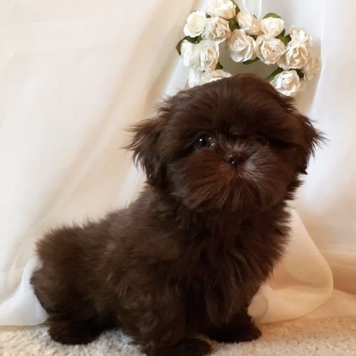 Venta de exclusivo cachorro Shih Tzu color chocolate sólido con ojos claros en AmoraPets