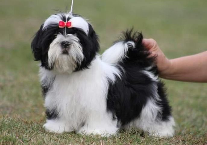 Venta de cachorros Shih Tzu en colores clásicos blanco y dorado, blanco y negro en AmoraPets