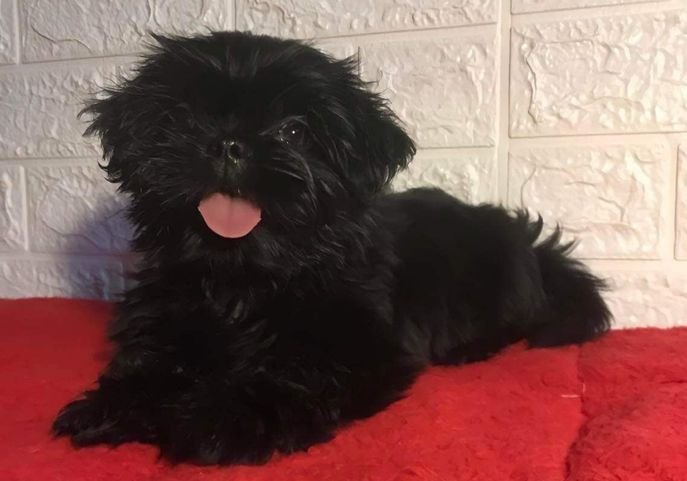 Venta de exclusivos Shih Tzu en colores exóticos como chocolate y sólido en AmoraPets Medellín