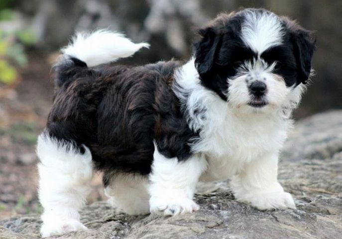 Venta de Shih Tzu tamaño estándar con pelaje sedoso y certificado de pureza en AmoraPets