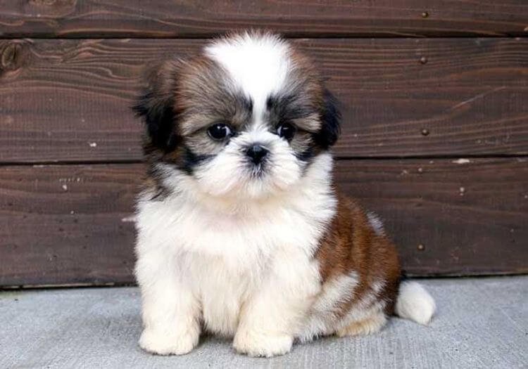 Venta de Shih Tzu Imperial Mini con cara de muñeca y tamaño compacto en AmoraPets Medellín