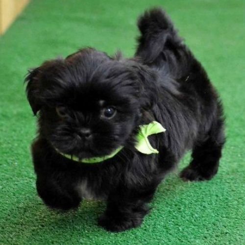 Venta de exclusivo cachorro Shih Tzu negro sólido azabache con pelaje brillante en AmoraPets