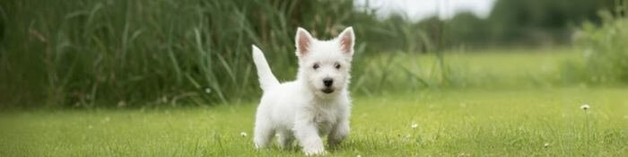 Cachorro Westy de color blanco puro y expresión dulce en Amorapets Medellín