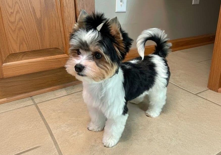 Cachorro Yorkie Biewer tricolor blanco negro y oro de alta calidad en AmoraPets