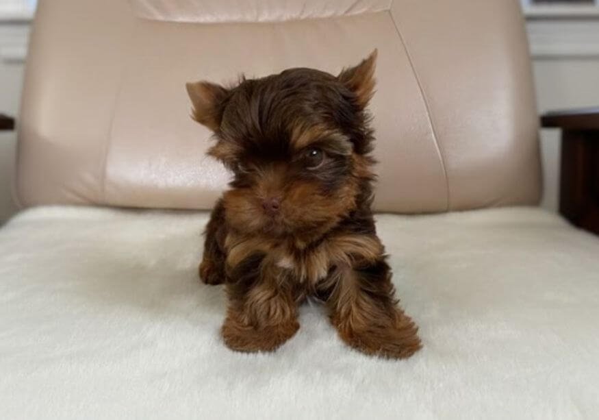 Cachorro Yorkie color chocolate sólido con ojos claros y nariz marrón en AmoraPets