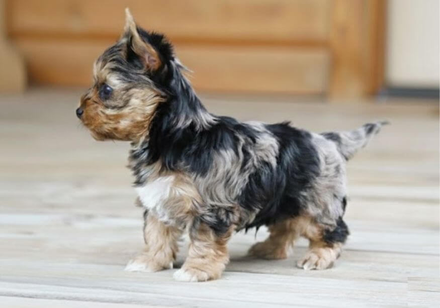 Cachorro Yorkshire Terrier Merle con manchas exóticas y ojos azules en AmoraPets