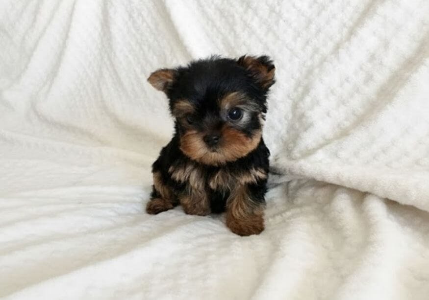 Cachorro Yorkshire Terrier tamaño mini pocket muy pequeño y compacto en AmoraPets Medellín