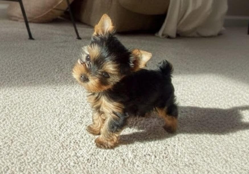 Cachorro Yorkshire Terrier tradicional fino color negro y fuego en AmoraPets Medellín