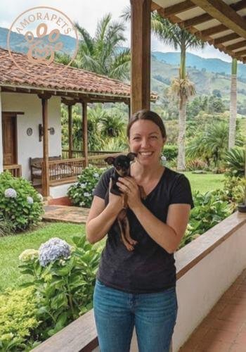 Cachorro Pinscher miniatura color black and tan (negro y fuego) posando. Ejemplar de raza pura con pelaje brillante disponible en Amora Pets.