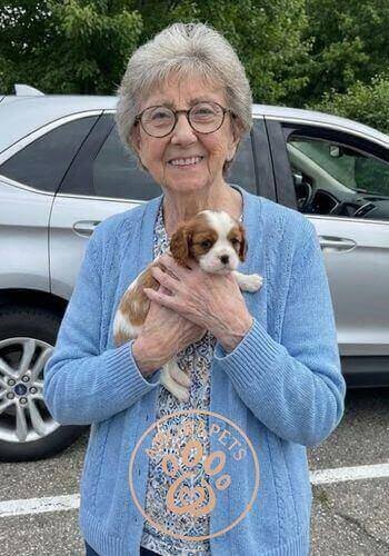 Señora mayor en Medellín recibiendo su cachorro Cavalier King Charles Spaniel de AmoraPets. Perro de compañía ideal para adultos mayores por su temperamento dulce.