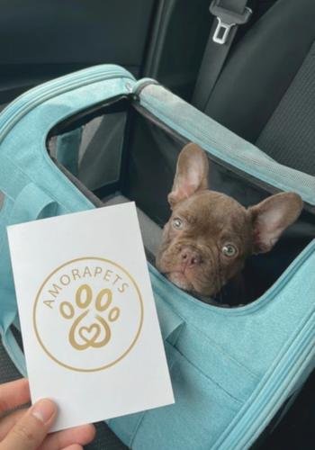 Cachorro Bulldog Francés de color chocolate intenso siendo entregado a sus nuevos dueños en la ciudad de Santa Marta, cerca de la costa.