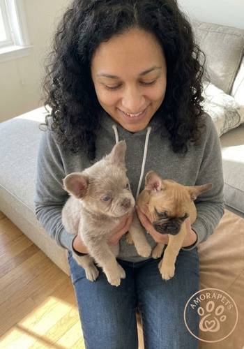 Dos cachorros Bulldog Francés, uno de pelaje largo (Fluffy) y otro de pelaje corto estándar, posando juntos durante una entrega en Medellín.