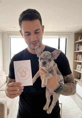 Cachorro Bulldog Francés con patrón merle exótico siendo entregado en una propiedad campestre en Llano Grande, Rionegro.