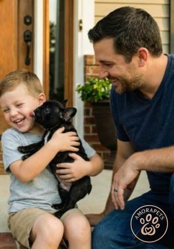 Niño emocionado junto a su padre recibiendo un cachorro Bulldog Francés de color negro sólido en la ciudad de Manizales, Caldas.