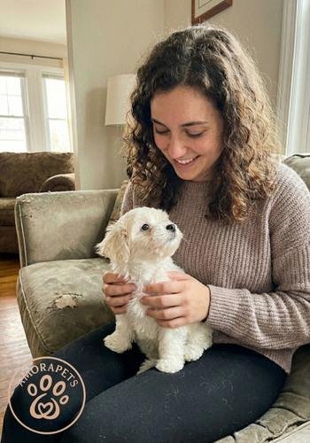 Cachorro Maltipoo color blanco nieve siendo entregado por el equipo de AmoraPets a sus nuevos dueños en un municipio de Cundinamarca.